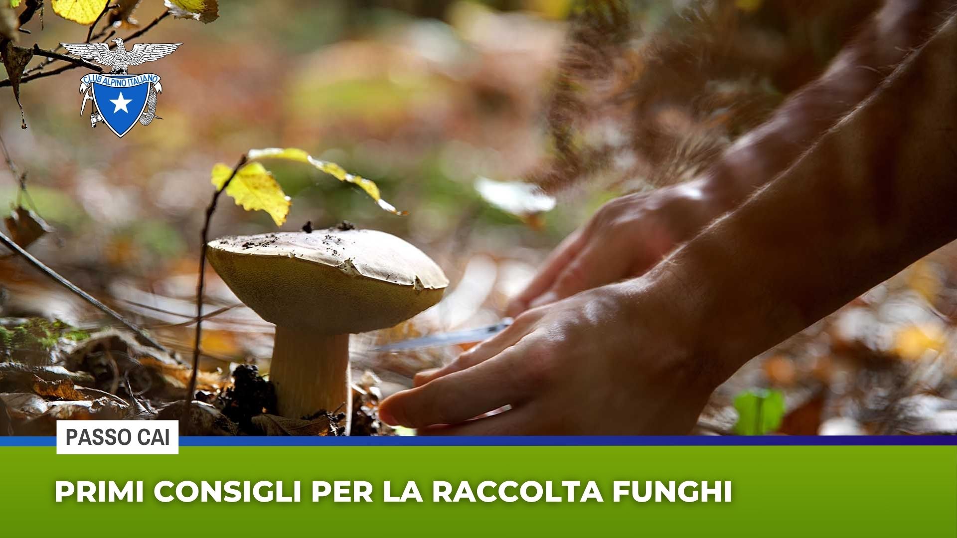 Passo Cai: primi consigli per la raccolta funghi