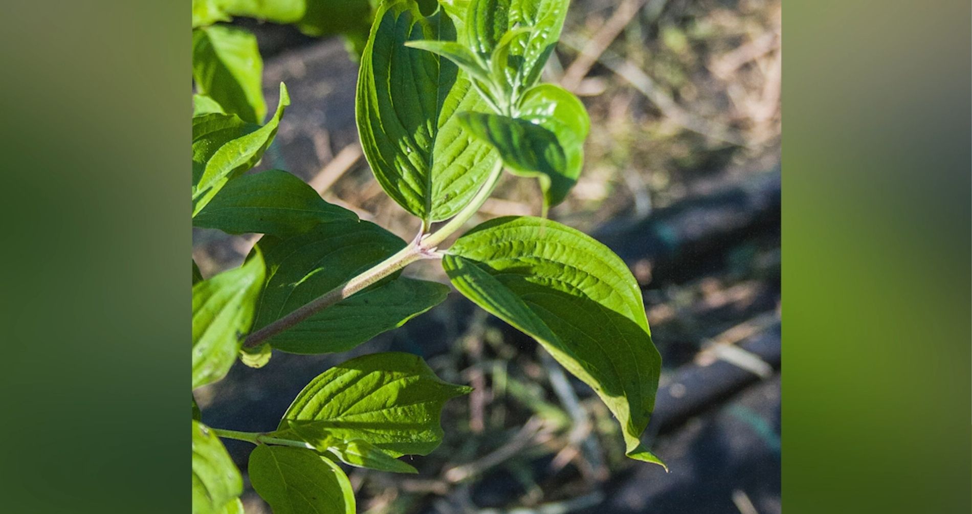 ''Vivai San Martino'', nella natura per la natura