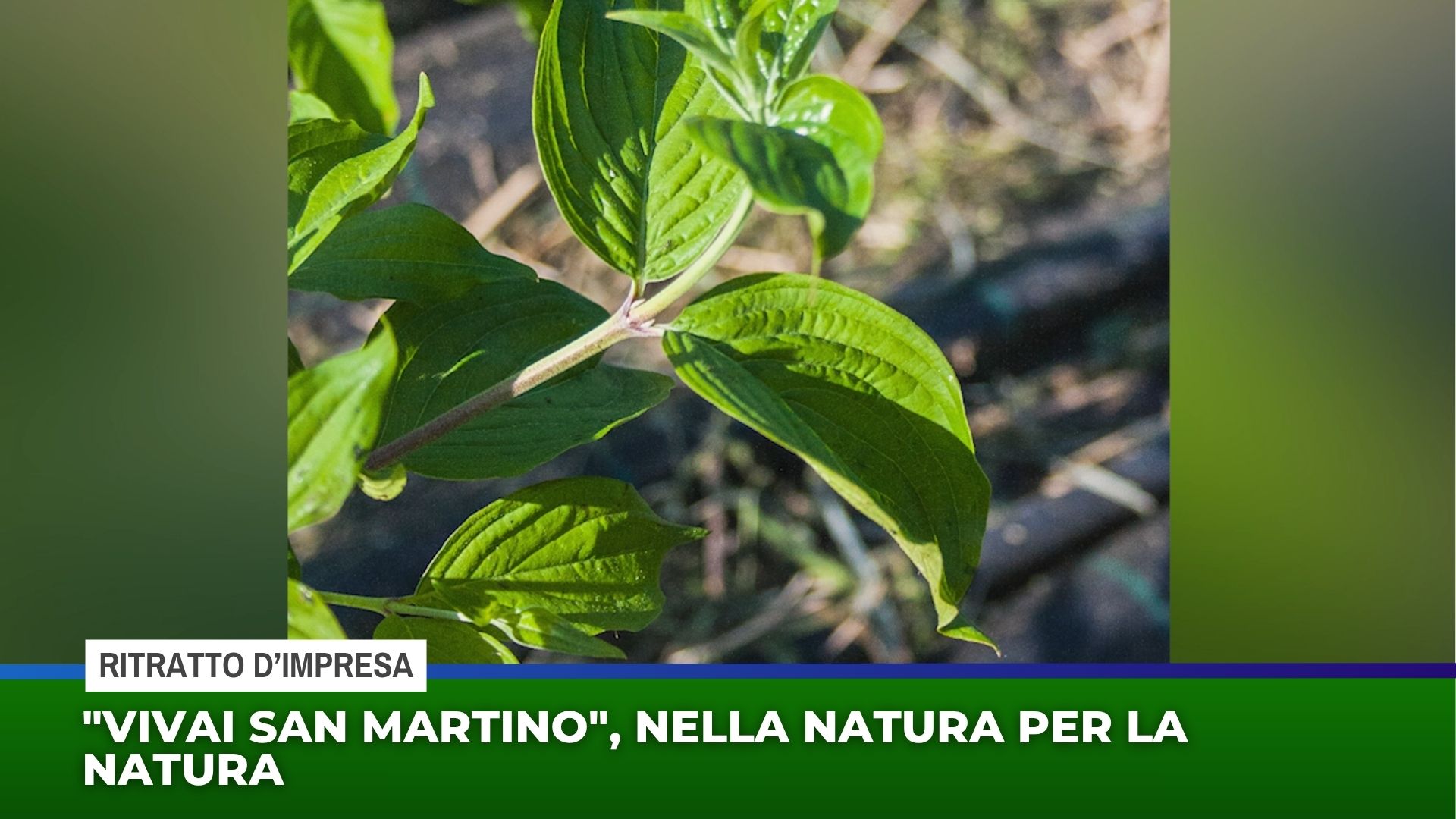 ''Vivai San Martino'', nella natura per la natura