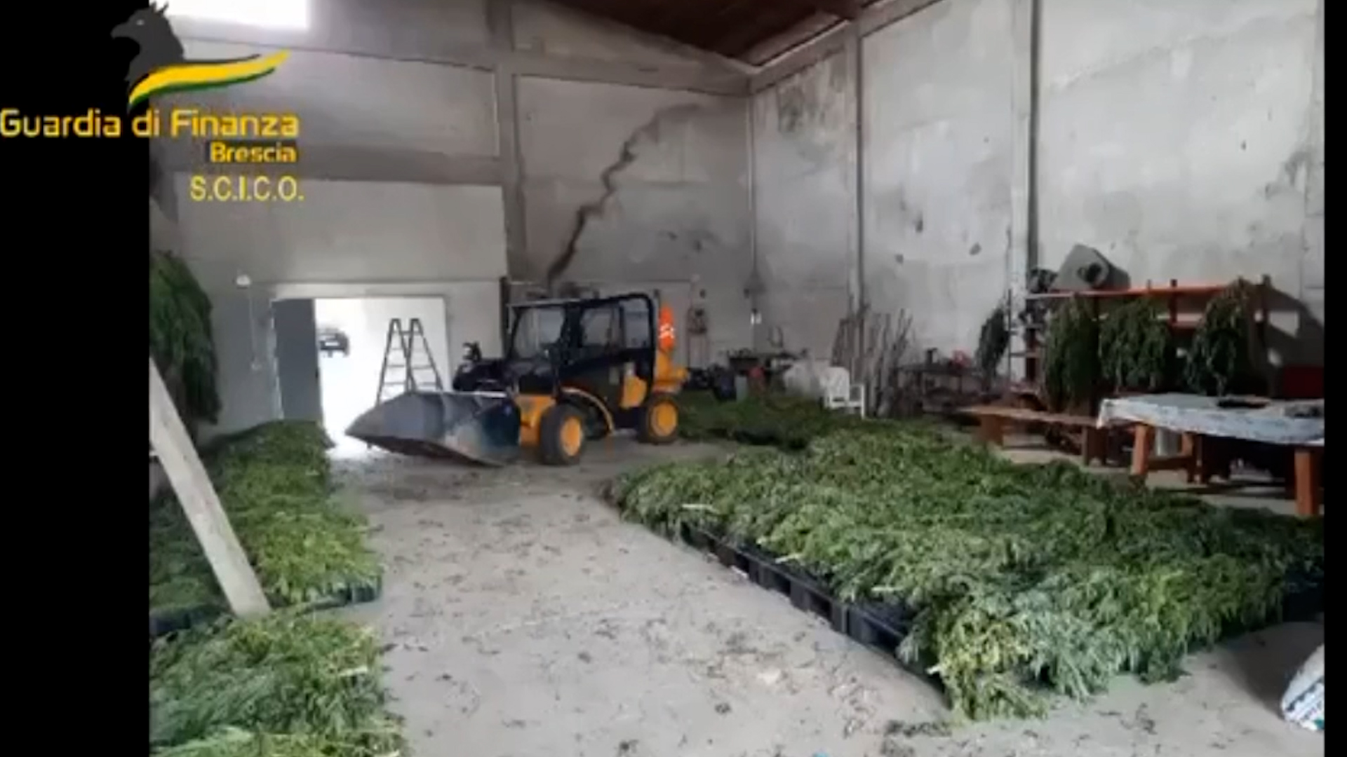 La GDF sequestra marijuana. Otto arresti