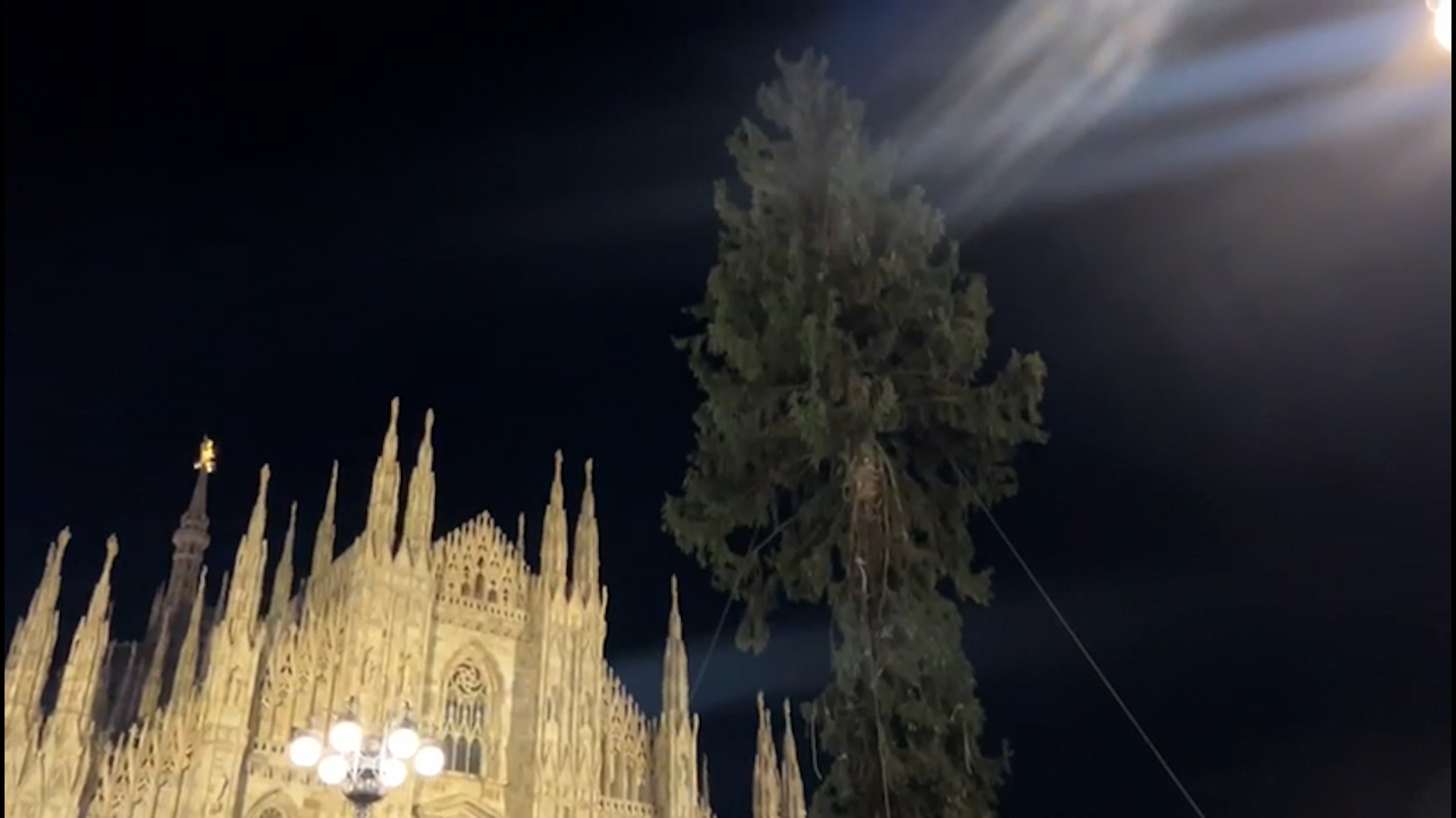 L'albero dalignese già posizionato in Piazza Duomo