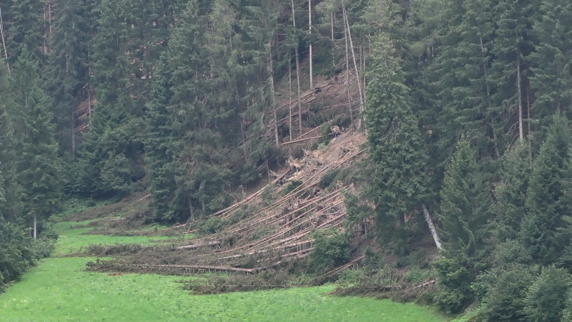 Vento forte, chiusa la strada tra Montecchio e la Sacca