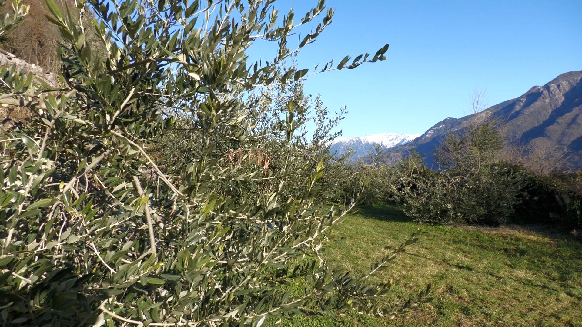 Un frantoio per Angolo, Darfo e Rogno? Servono almeno 5 mila piante